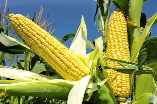 Maize corn grain cereals suppliers
