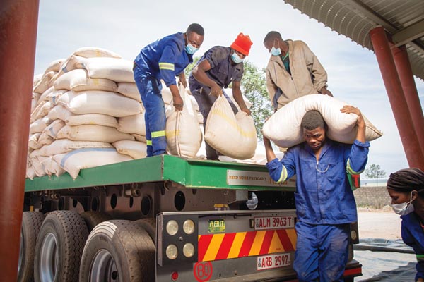 Maize corn grain cereals suppliers